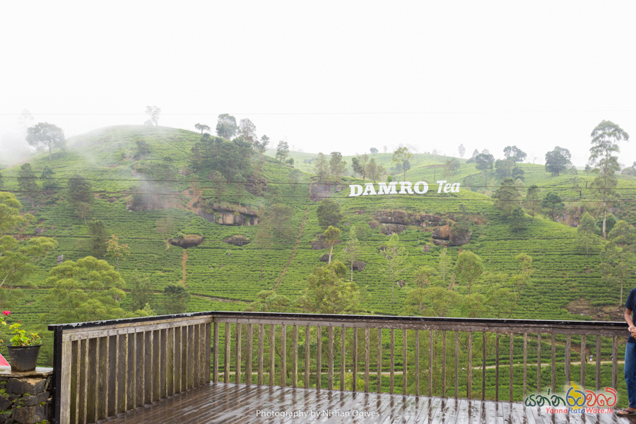 Damro Tea Center Sri Lanka 