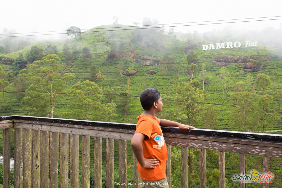 Damro Tea Center Sri Lanka 