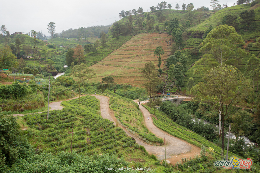 Damro Tea Center Sri Lanka 