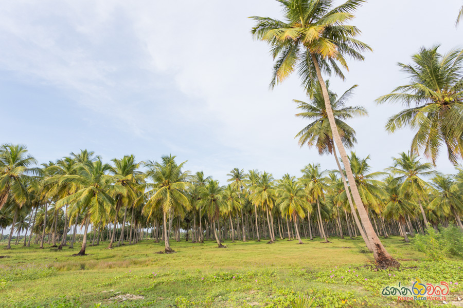 Pasikuda Beach